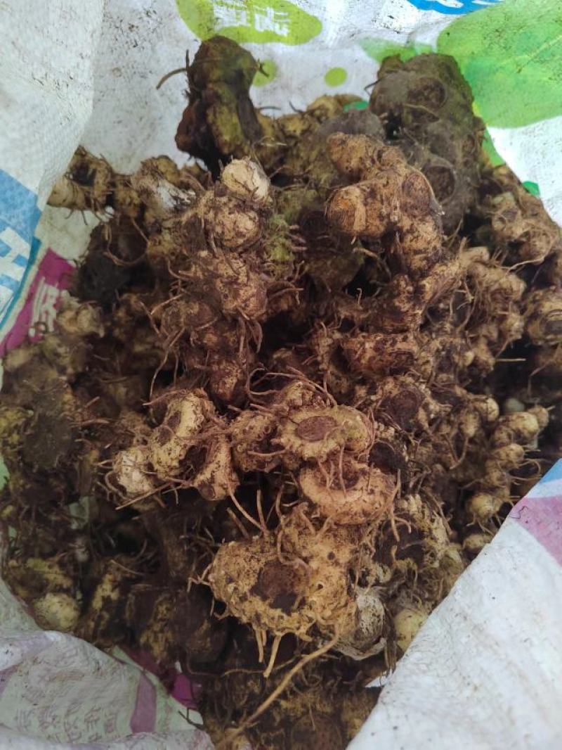 黄精中药材姜型黄精