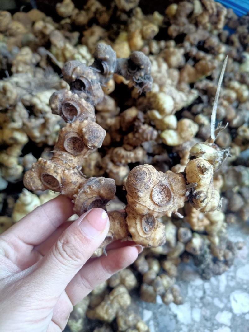 黄精中药材姜型黄精