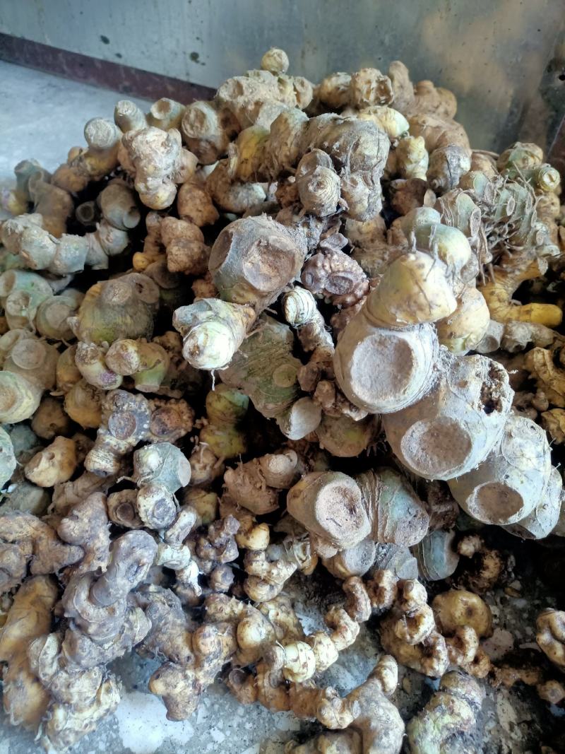 黄精中药材姜型黄精