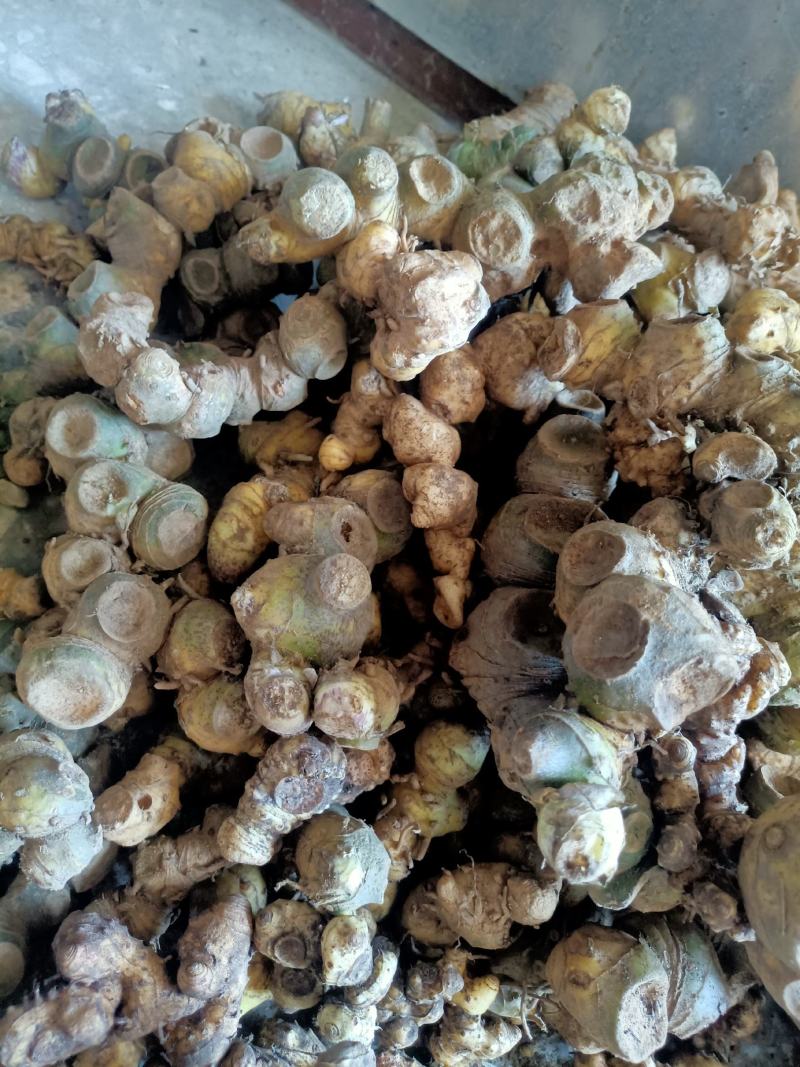 黄精中药材姜型黄精