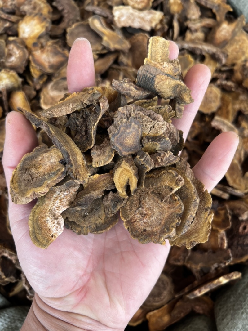 大黄大片各规格级别过检马大黄甘肃马大黄