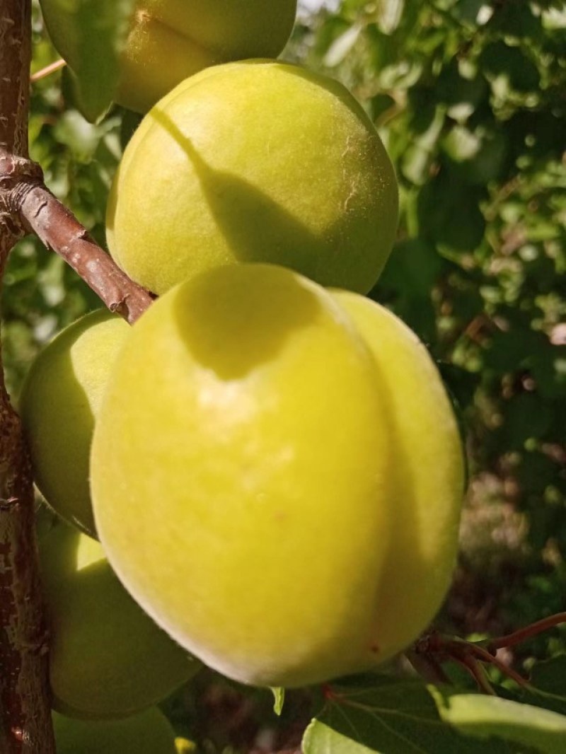 陆地金太阳杏