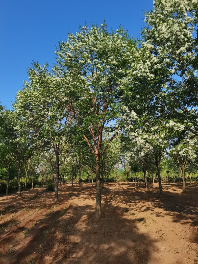 流苏树，油根子，5-20公分流苏树，薄利多消，可实地看货