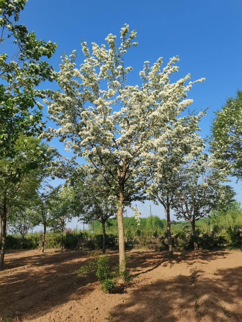 流苏树，油根子，5-20公分流苏树，薄利多消，可实地看货