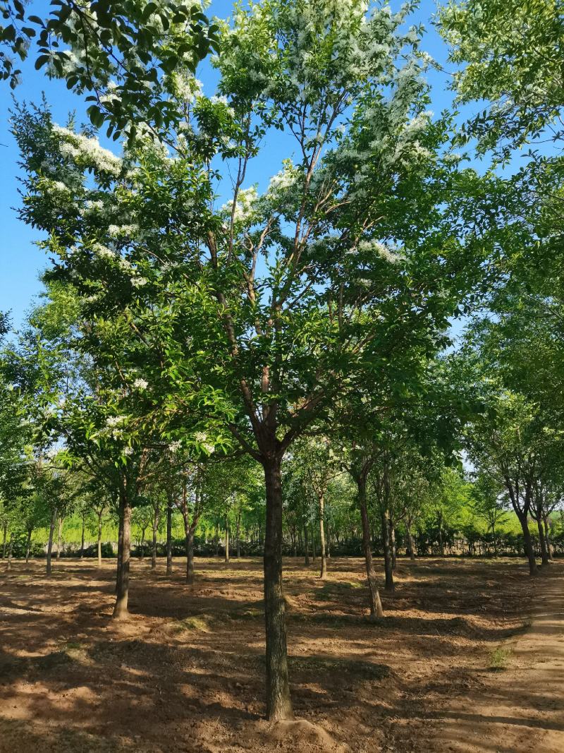 流苏树，油根子，5-20公分流苏树，薄利多消，可实地看货