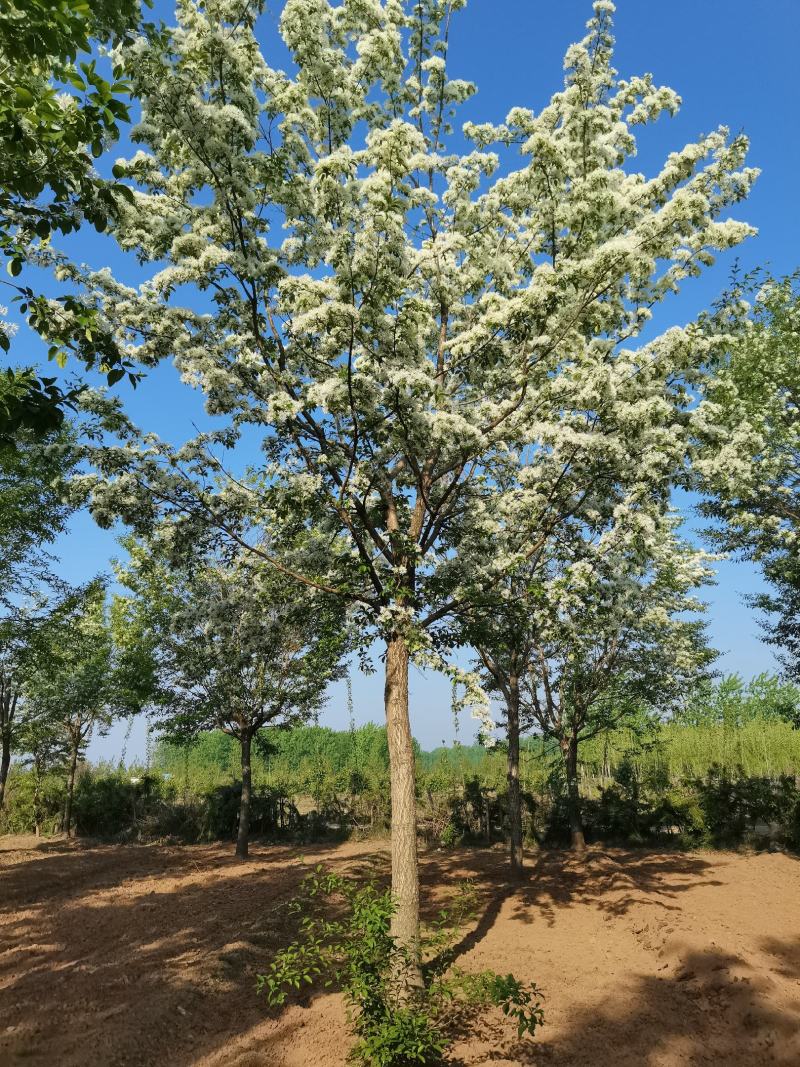流苏树，油根子，5-20公分流苏树，薄利多消，可实地看货