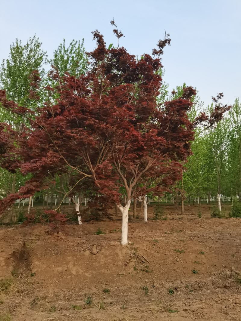 红枫，日本红枫，红枫树，红枫红舞姬，基地直销，可视频看货