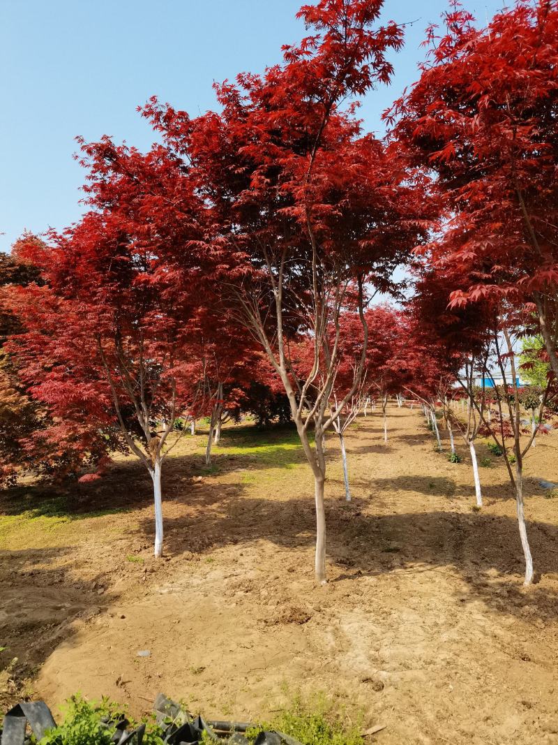 红枫，日本红枫，红枫树，红枫红舞姬，基地直销，可视频看货