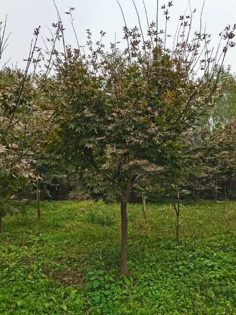 红枫，日本红枫，红枫树，红枫红舞姬，基地直销，可视频看货
