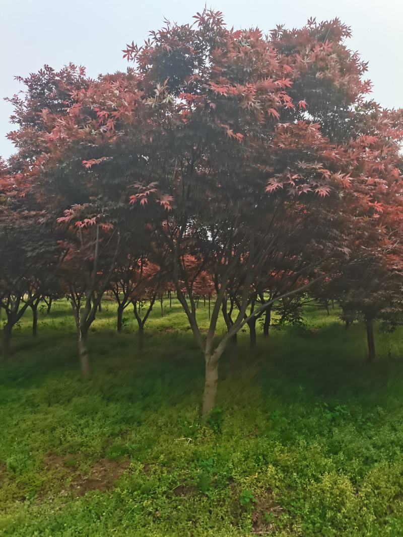 红枫，日本红枫，红枫树，红枫红舞姬，基地直销，可视频看货