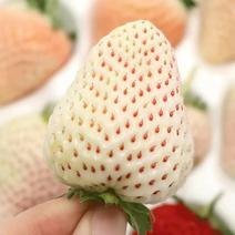 [一件玳发]淡雪白色恋人草莓，草莓，白色恋人草莓，电商
