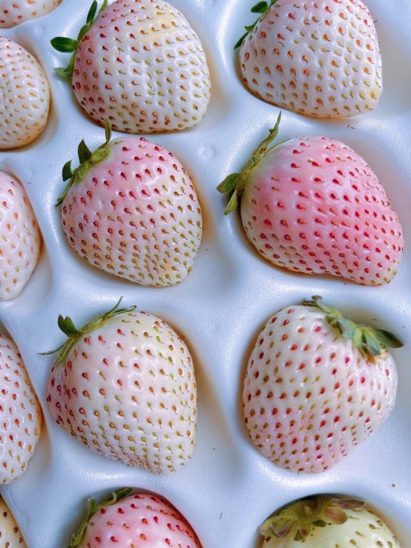 [一件玳发]淡雪白色恋人草莓，草莓，白色恋人草莓，电商