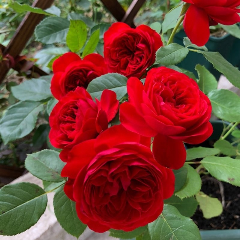 藤本月季红色龙沙宝石红龙月季花苗爬藤绿植玫瑰阳台大花