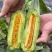 头茬羊角蜜61博洋72蜜源18博洋9品种齐全产地代办代发