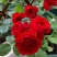 藤本月季红色龙沙宝石红龙月季花苗爬藤绿植玫瑰阳台大花