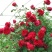 藤本月季红色龙沙宝石红龙月季花苗爬藤绿植玫瑰阳台大花