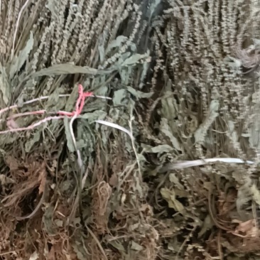 野生江西车前草