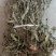 野生江西车前草
