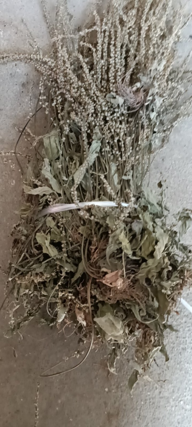 野生江西车前草