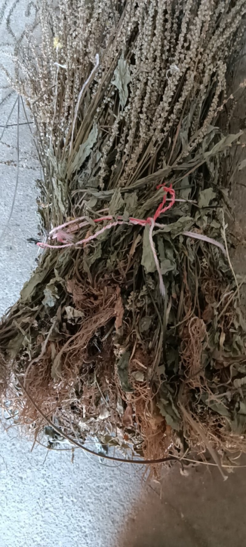 野生江西车前草