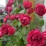 藤本月季红色龙沙宝石红龙月季花苗爬藤绿植玫瑰阳台大花