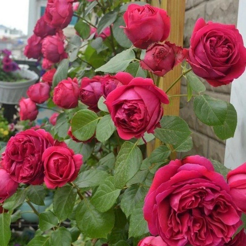 藤本月季红色龙沙宝石红龙月季花苗爬藤绿植玫瑰阳台大花