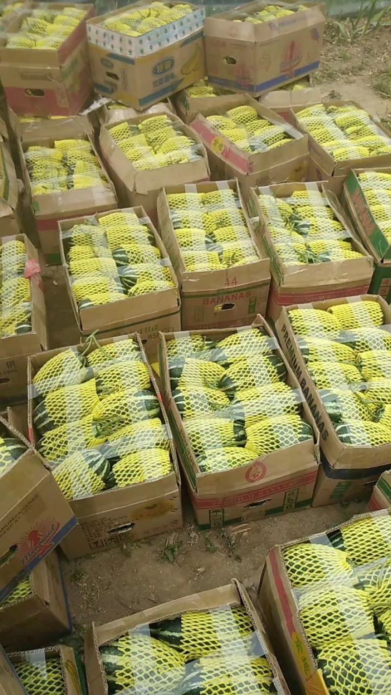 博洋甜瓜大量上市，对接商超，市场批发