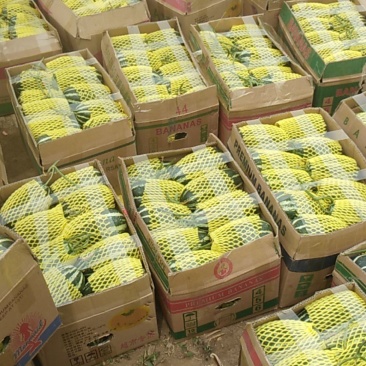 博洋甜瓜大量上市，对接商超，市场批发