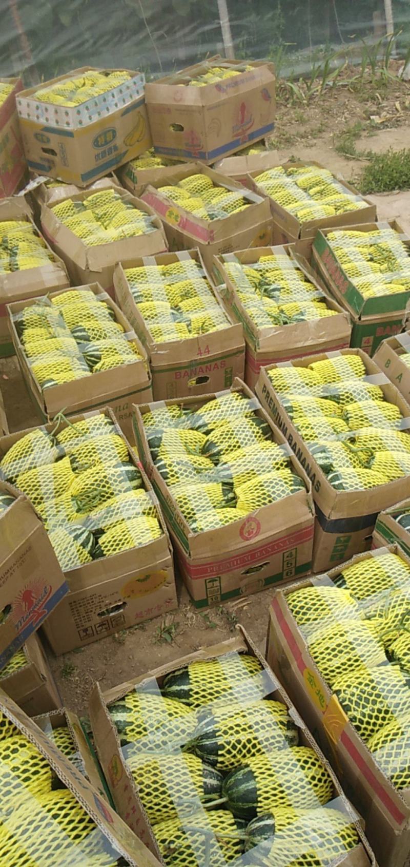 博洋甜瓜大量上市，对接商超，市场批发