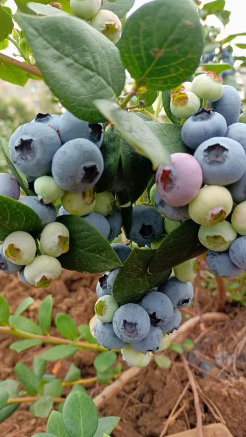 『一件玳发』露天蓝莓，蓝莓，电商，露天蓝莓，电商供应链