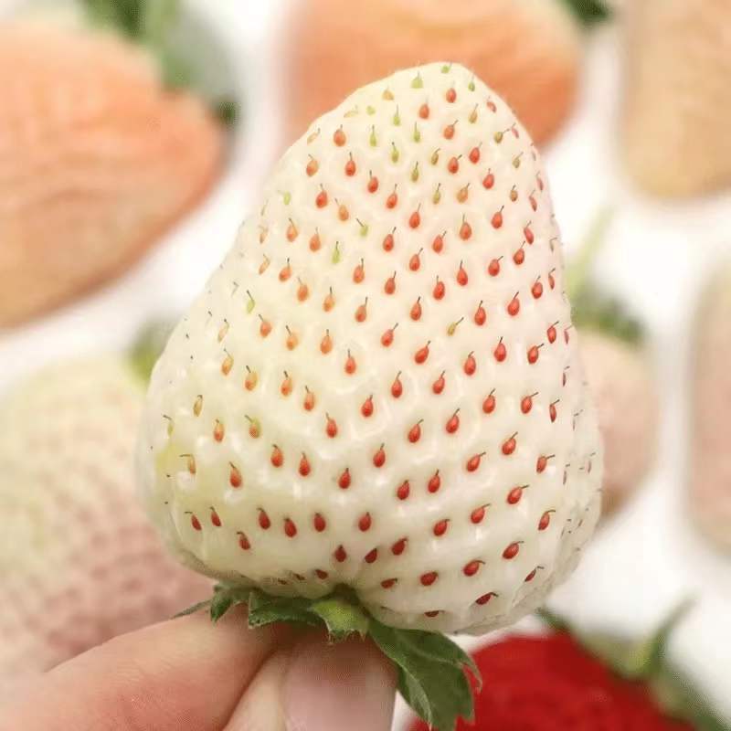 『一件玳发』淡雪白色恋人草莓，电商供应链，白色恋人草莓