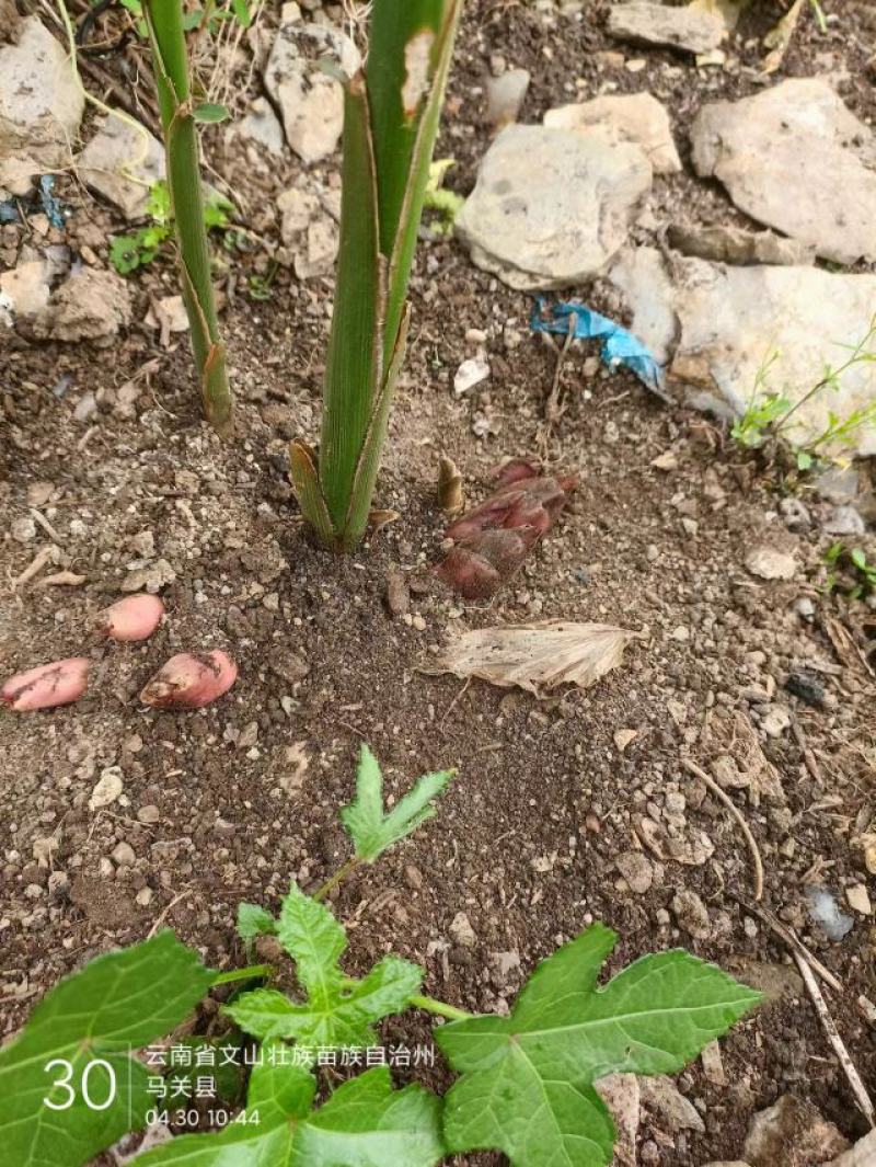 阳荷一个星期后大量