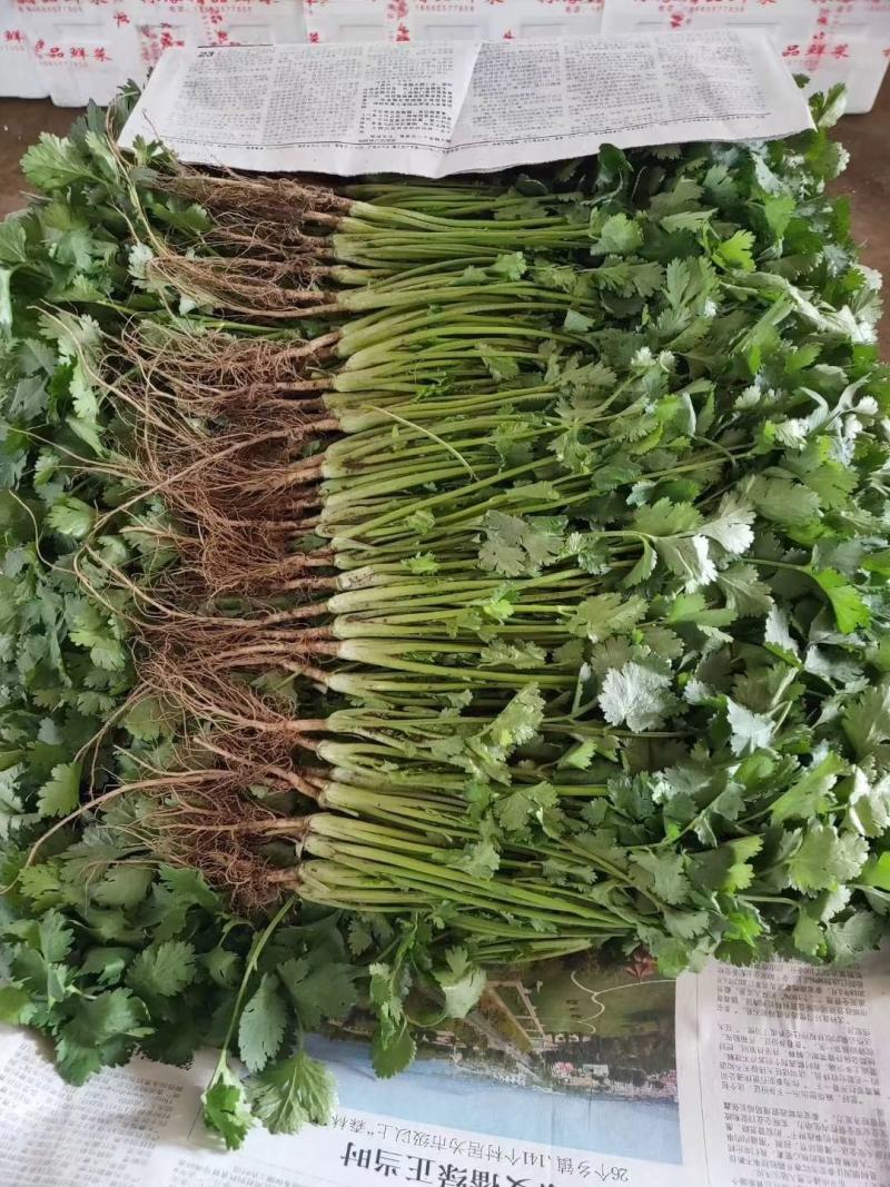 邯郸精品香菜产地直供25到35左右货源充足