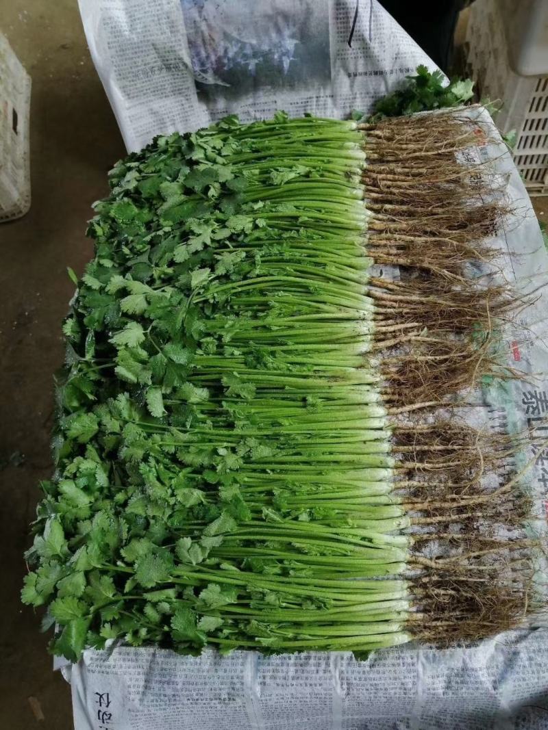邯郸精品香菜产地直供25到35左右货源充足