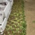 邯郸精品香菜产地直供25到35左右货源充足