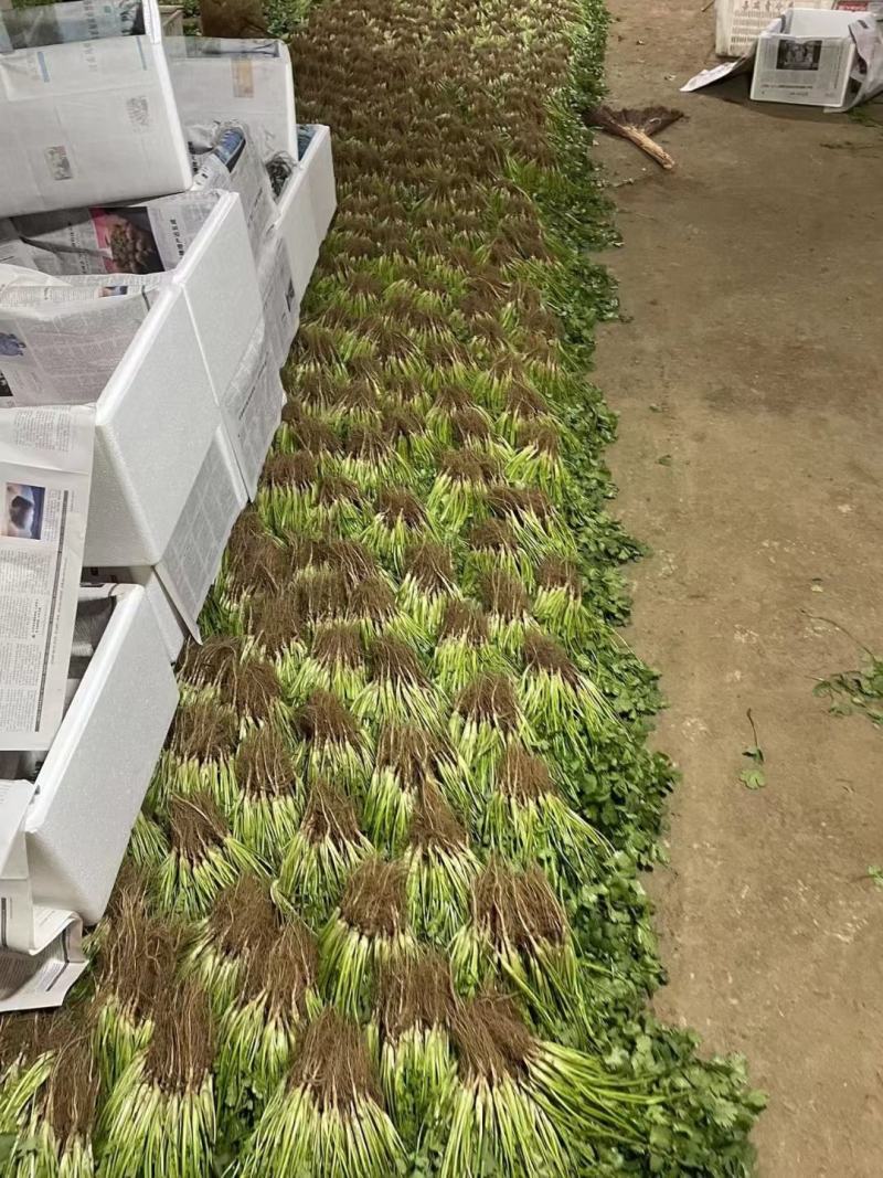邯郸精品香菜产地直供25到35左右货源充足