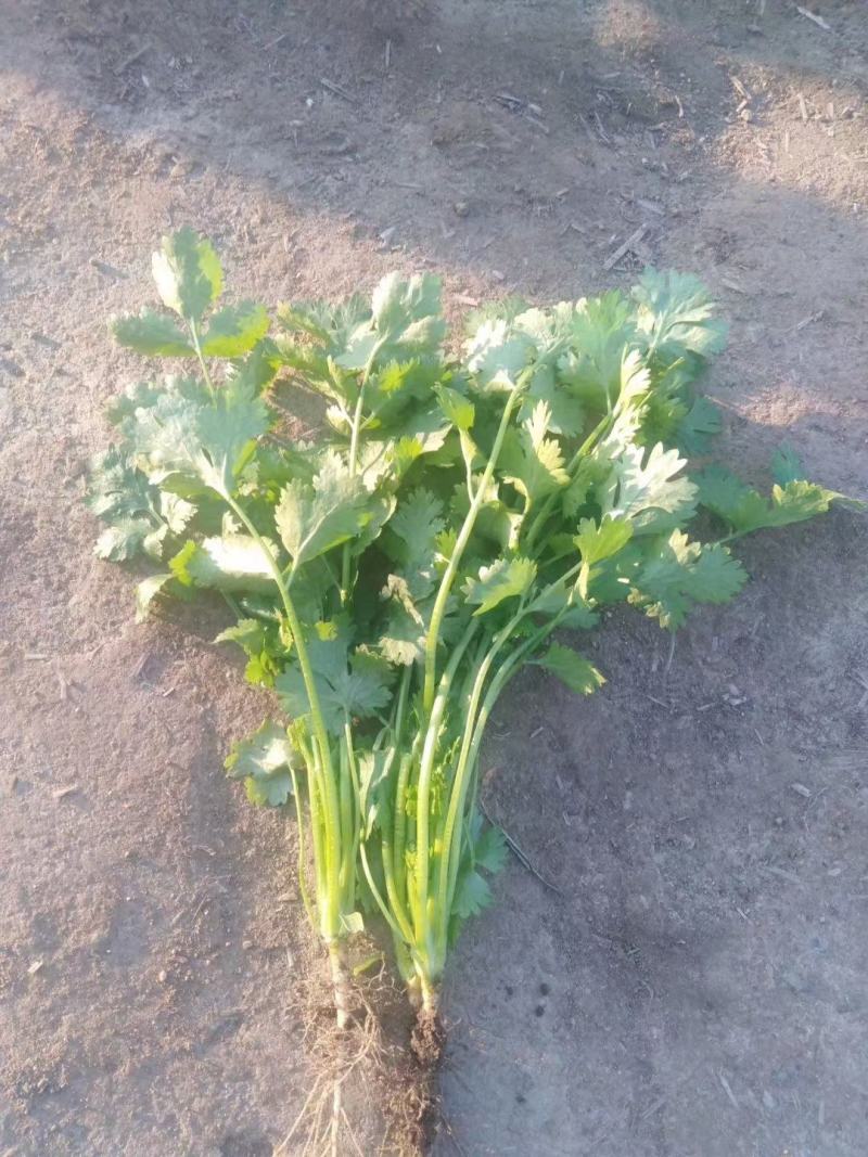 邯郸精品香菜产地直供25到35左右货源充足