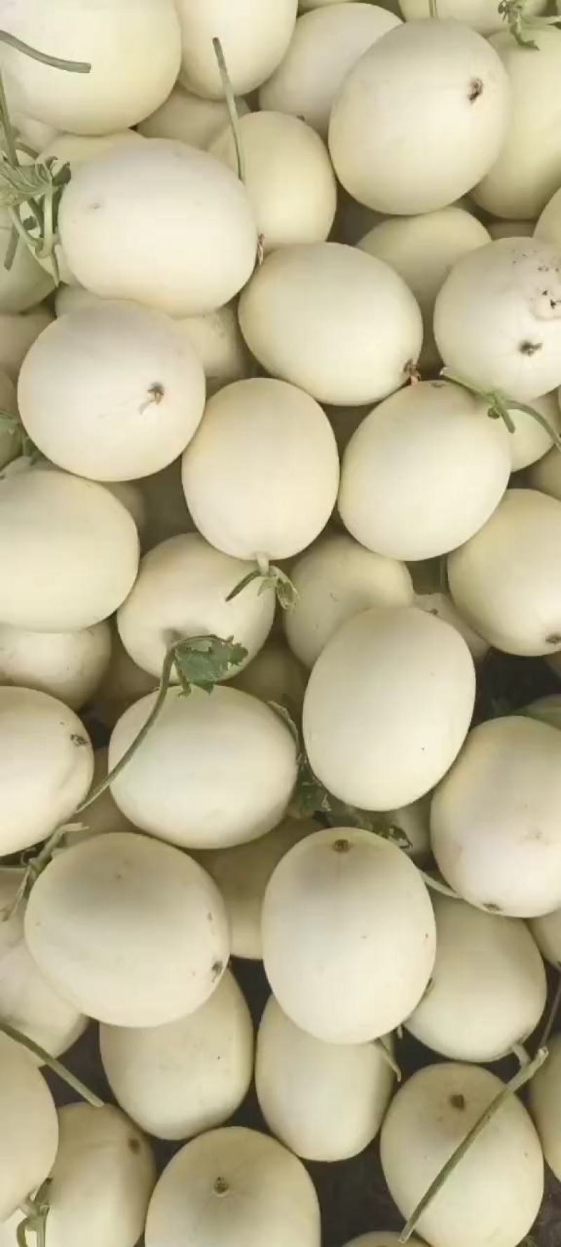 精品红金蜜大量上市欢迎老板选购，对接各大电商平台市场档口