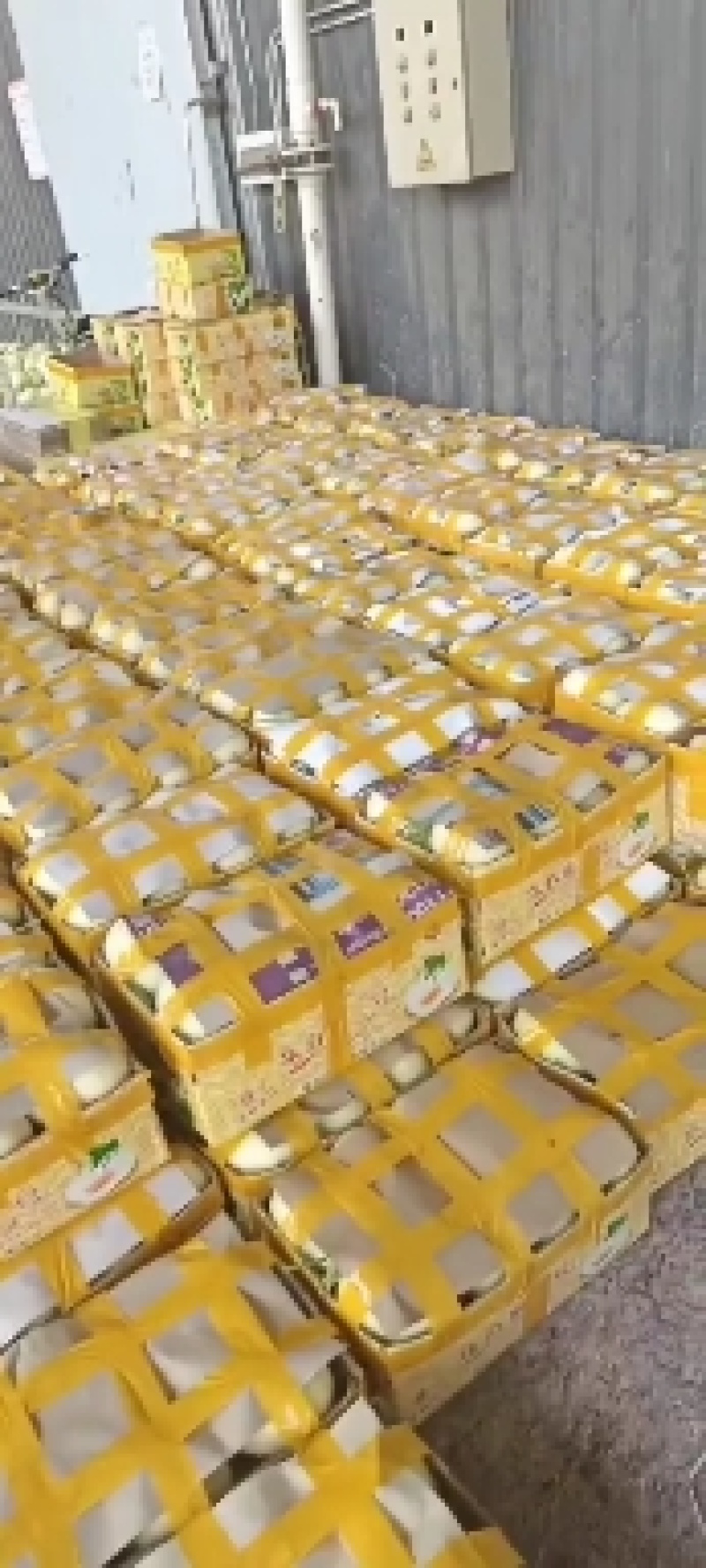 精品红金蜜大量上市欢迎老板选购，对接各大电商平台市场档口