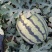 山东省济宁市泗水县大棚西瓜，大量上市:泗水西瓜，优质迎客