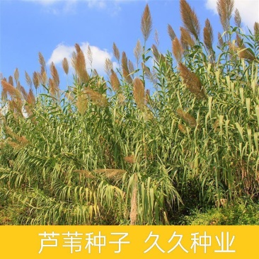 芦苇种子耐旱易活新采芦苇细叶粗叶水生植物庭院园林
