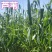 芦苇种子耐旱易活新采芦苇细叶粗叶水生植物庭院园林