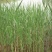 芦苇种子耐旱易活新采芦苇细叶粗叶水生植物庭院园林