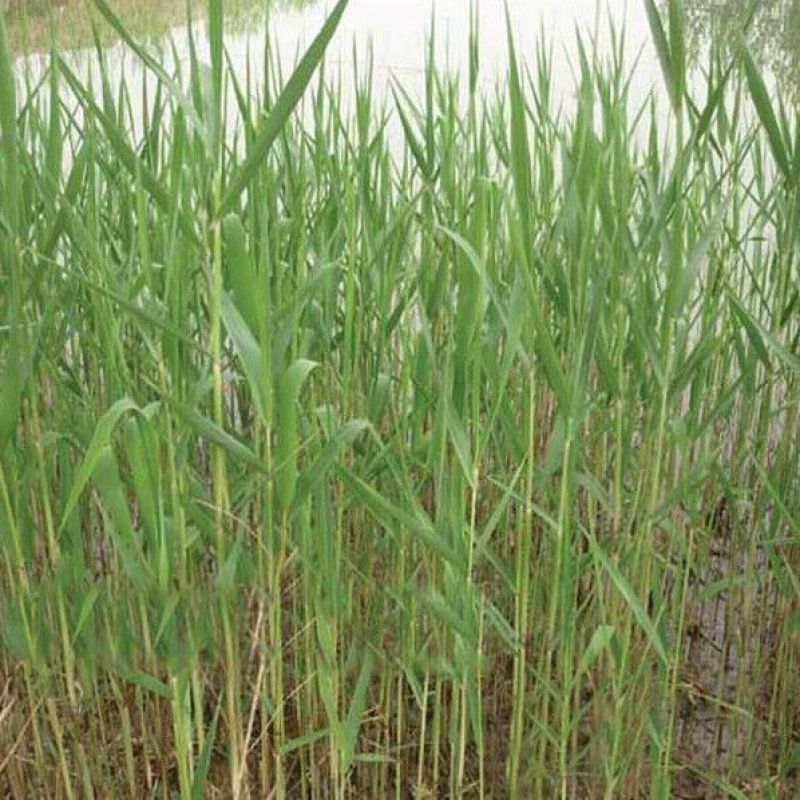 芦苇种子耐旱易活新采芦苇细叶粗叶水生植物庭院园林