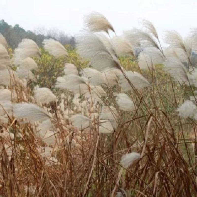 芦苇种子耐旱易活新采芦苇细叶粗叶水生植物庭院园林