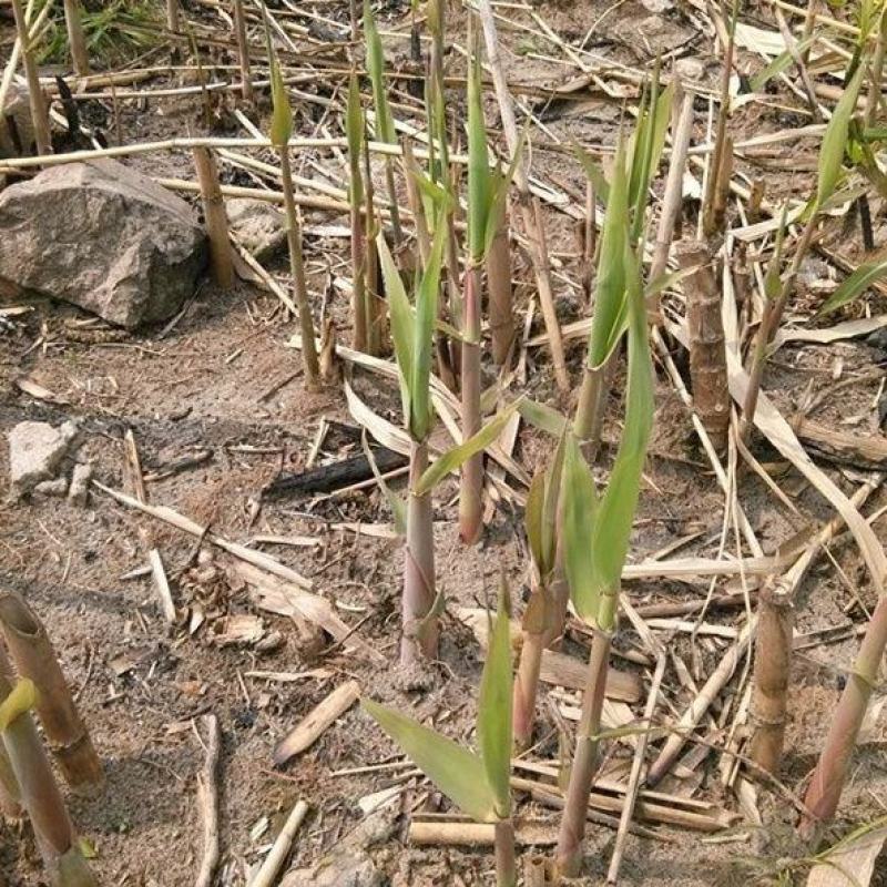 芦苇种子耐旱易活新采芦苇细叶粗叶水生植物庭院园林
