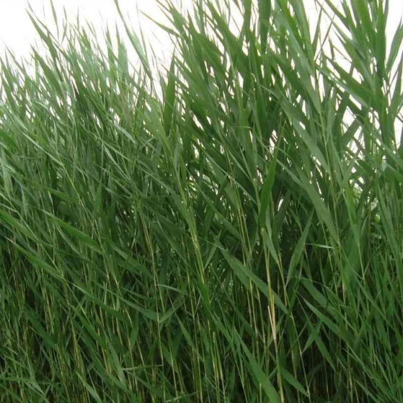 芦苇种子耐旱易活新采芦苇细叶粗叶水生植物庭院园林