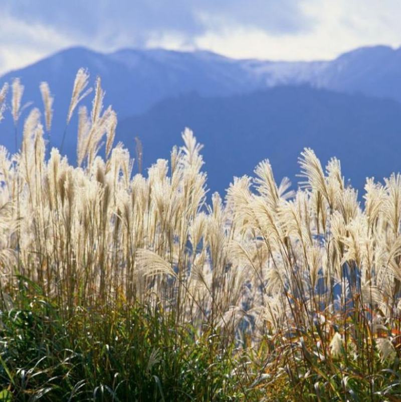 芦苇种子耐旱易活新采芦苇细叶粗叶水生植物庭院园林