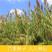 芦苇种子耐旱易活新采芦苇细叶粗叶水生植物庭院园林