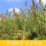 芦苇种子耐旱易活新采芦苇细叶粗叶水生植物庭院园林
